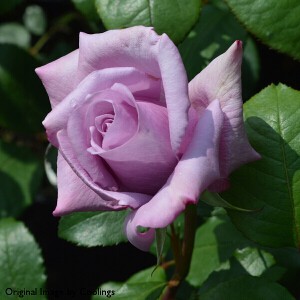 TWICE IN A BLUE MOON (hybrid tea)